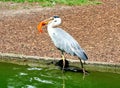 Great Blue Heron Feeding on a Fish in a Pond in a Park Royalty Free Stock Photo