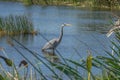 A Blue Heron Fishes in the Viera Wetlands Royalty Free Stock Photo