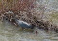 Blue Heron fishing in Salmon River, Idaho Royalty Free Stock Photo