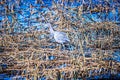 Blue heron fishing in wetlands Royalty Free Stock Photo