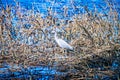 Blue heron fishing in wetlands Royalty Free Stock Photo