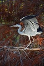 Blue heron flapping wings Royalty Free Stock Photo
