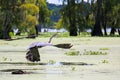 Blue Heron Flies Low Over Louisiana Swamp