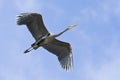 Blue Heron In Flight Royalty Free Stock Photo
