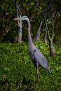 Great Blue Heron on a Florida swamp Royalty Free Stock Photo
