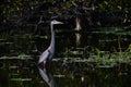 Great Blue Heron in a Florida swamp Royalty Free Stock Photo