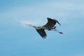 Blue Heron Flying Royalty Free Stock Photo