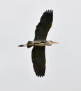 Blue heron flying Royalty Free Stock Photo