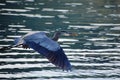 Blue Heron Flying in Baja California del Sur, Mexico Royalty Free Stock Photo