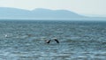 Blue heron flying low over water at Birch Bay park