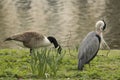 Blue Heron and Goose