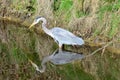 Blue heron