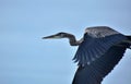 Blue Heron