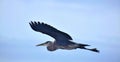 Blue Heron