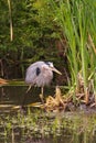 Blue heron hunting it`s next meal at shoreline of a small pond.