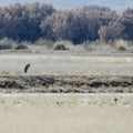 Blue Heron keeps watch over a gaggle of Canadian Geese