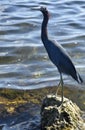 Blue Heron in Key Largo Florida Keys South West Florida Bird Photography,Royalty Free Stock Photo Royalty Free Stock Photo