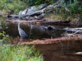 Blue Heron Left