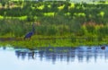 Blue Heron and Nurtria in Ridgefield Wildlife Refuge Royalty Free Stock Photo