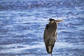 Blue Heron by the Ocean Royalty Free Stock Photo