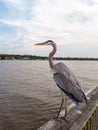 Blue Heron on Pier at Mobile Bay in Fairhope, Alabama Royalty Free Stock Photo