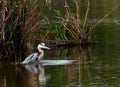 Blue Heron Pond Royalty Free Stock Photo