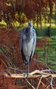 Blue heron portrait