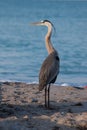 Blue heron poses on beach