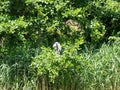 Blue heron preening his feathers in tree Royalty Free Stock Photo