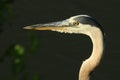 Blue Heron Profile Royalty Free Stock Photo