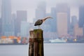 Blue Heron in Puget Sound, Washington state Royalty Free Stock Photo