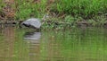 Great Blue Heron catches prey