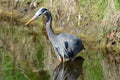 Blue Heron Royalty Free Stock Photo