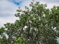 Blue Heron Rookery, Treetop Filled with Nests Royalty Free Stock Photo