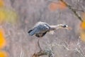 Blue heron shaking water off