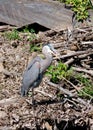 A Blue Heron on the shoreline near Great Falls Royalty Free Stock Photo