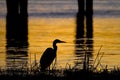 Blue heron silhouette Royalty Free Stock Photo