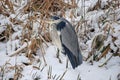 Blue Heron in a snowy landscape Royalty Free Stock Photo