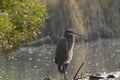 Blue Heron/Sparking Water