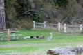 Blue Heron stalks campsites at Spencer Spit State Park on Lopez Island, Washington, USA Royalty Free Stock Photo