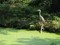 Blue heron on a stam near the water covered with duckweed