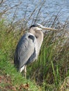 A patient Giant Blue Heron waits for a meal