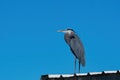 Blue Heron standing by the edge of a white metal roof Royalty Free Stock Photo