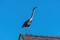 Blue Heron standing on house roof on windy morning Royalty Free Stock Photo