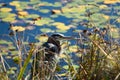 Blue Heron standing on lake bank behind tall grass Royalty Free Stock Photo