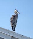 Blue Heron standing on a roof Royalty Free Stock Photo