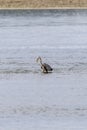 blue heron standing in shallow water with a fish