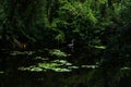 A Blue Heron Standing Very Still Royalty Free Stock Photo