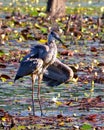 Blue Heron Photo and Image. Standing in water with water lily pads with feathers fluffed in its environment and habitat Royalty Free Stock Photo