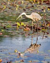 Blue Heron Photo and Image. Standing in water with water lily pads and relection and searching for food in its environment and Royalty Free Stock Photo